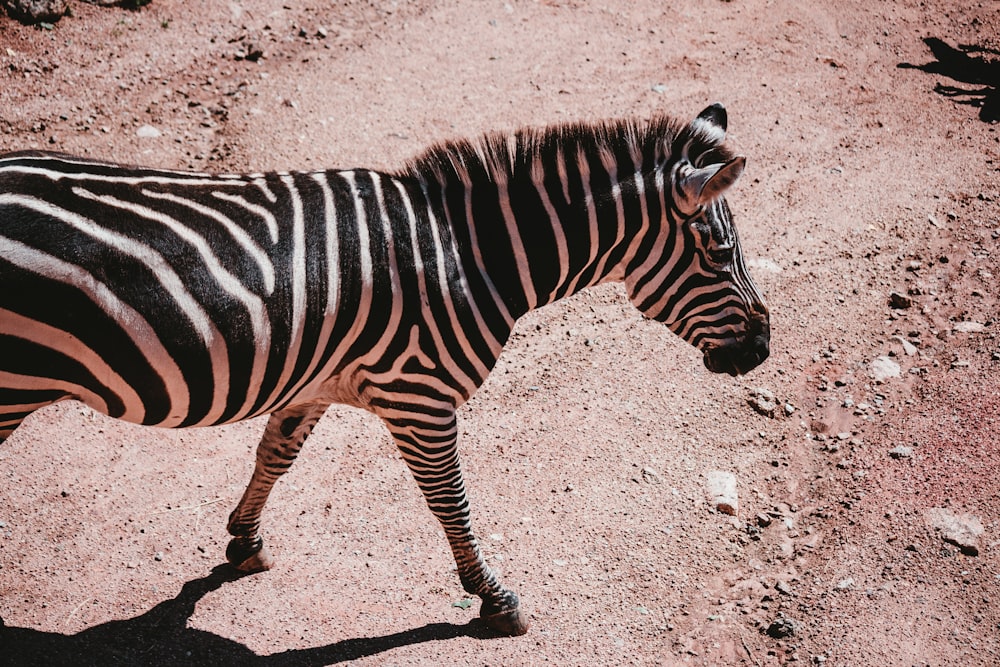zebra walking on brown sand during daytime