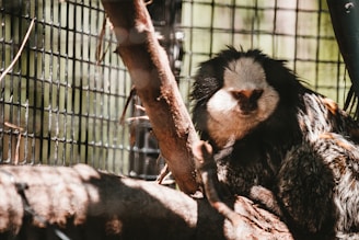 A small primate with a white and black face, surrounded by dense fur, is perched on a tree branch inside a cage with metal bars.