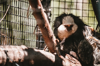 A small primate with a white and black face, surrounded by dense fur, is perched on a tree branch inside a cage with metal bars.