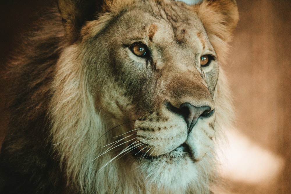 brown lion in close up photography