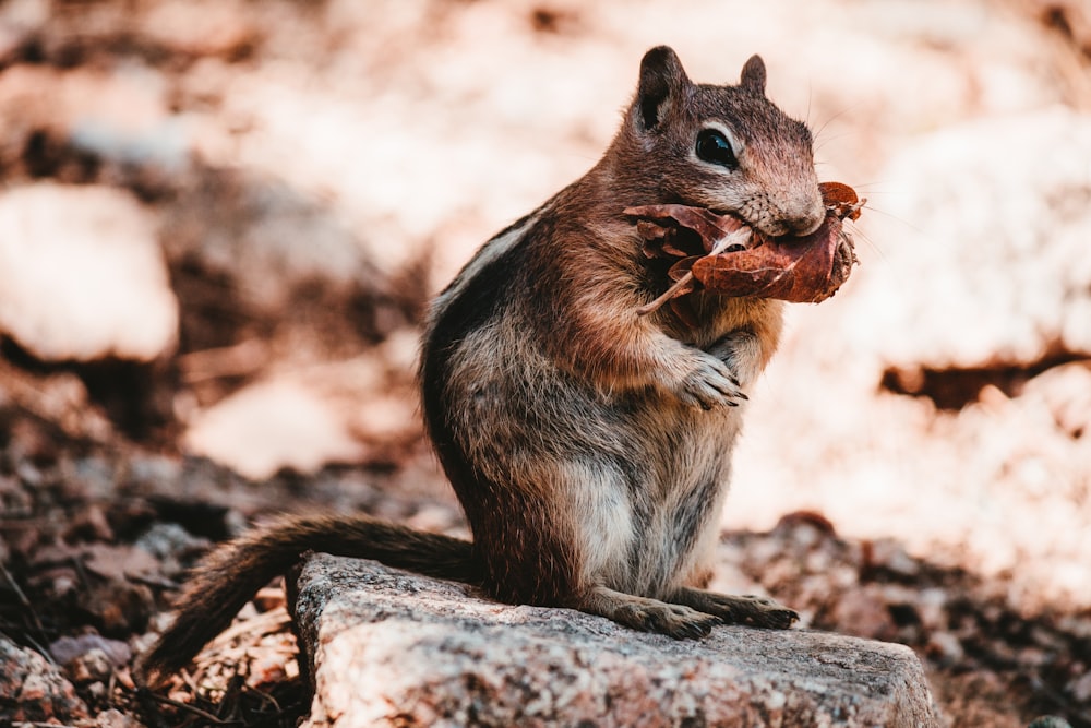 brown and black squirrel on brown tree branch during daytime