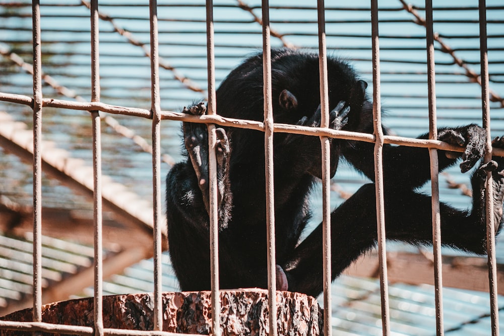 singe noir sur rondin de bois brun