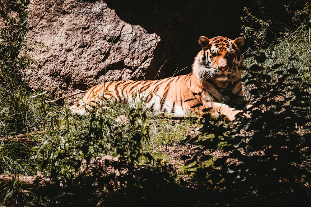 Tiger liegt tagsüber neben grünem Gras auf dem Boden