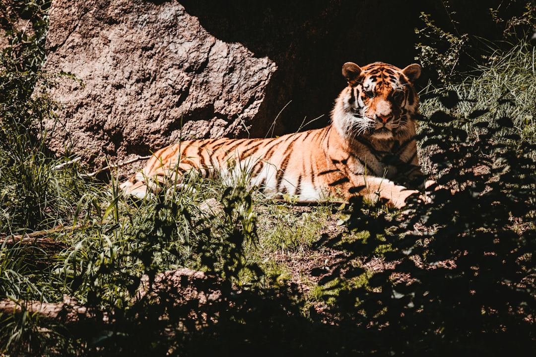 tiger lying on ground beside green grass during daytime