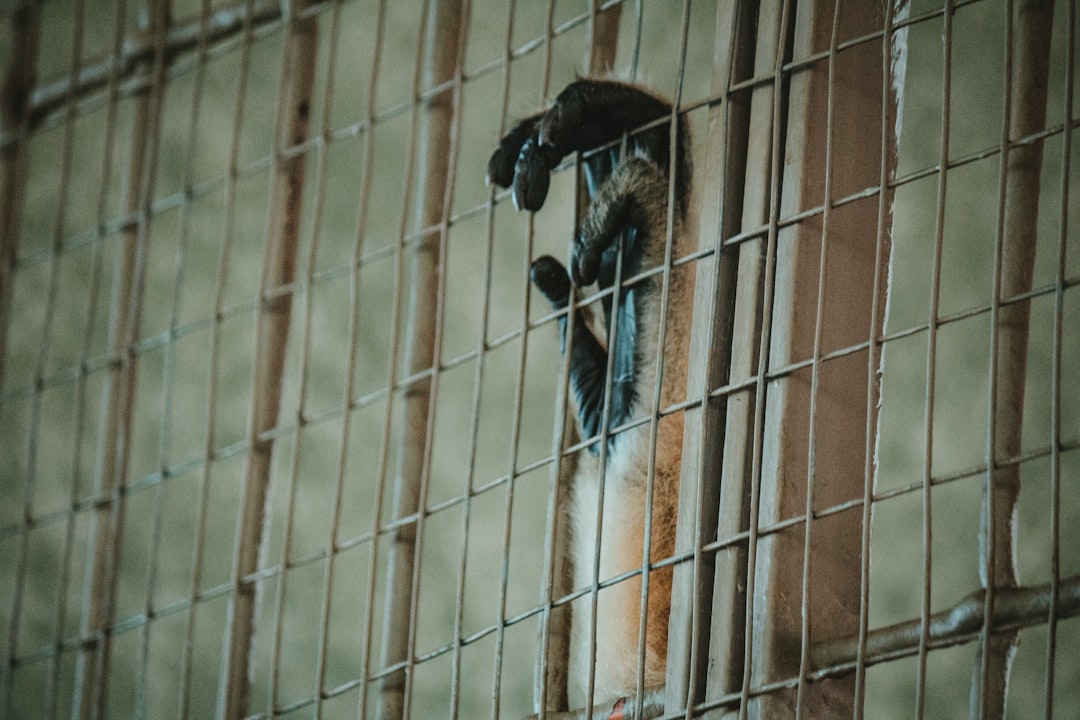 black and brown monkey on cage