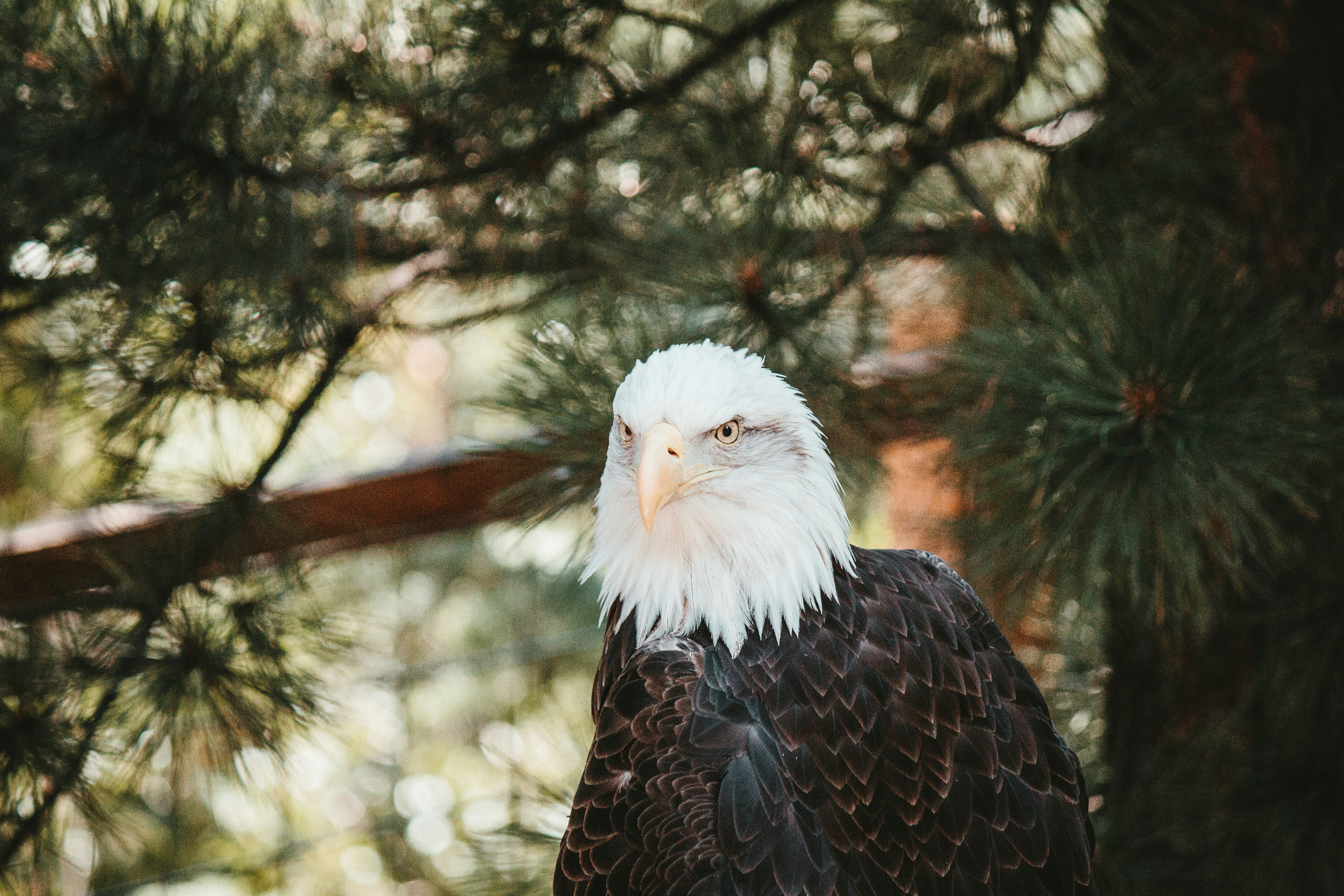 white and black eagle on brown tree branch during daytime