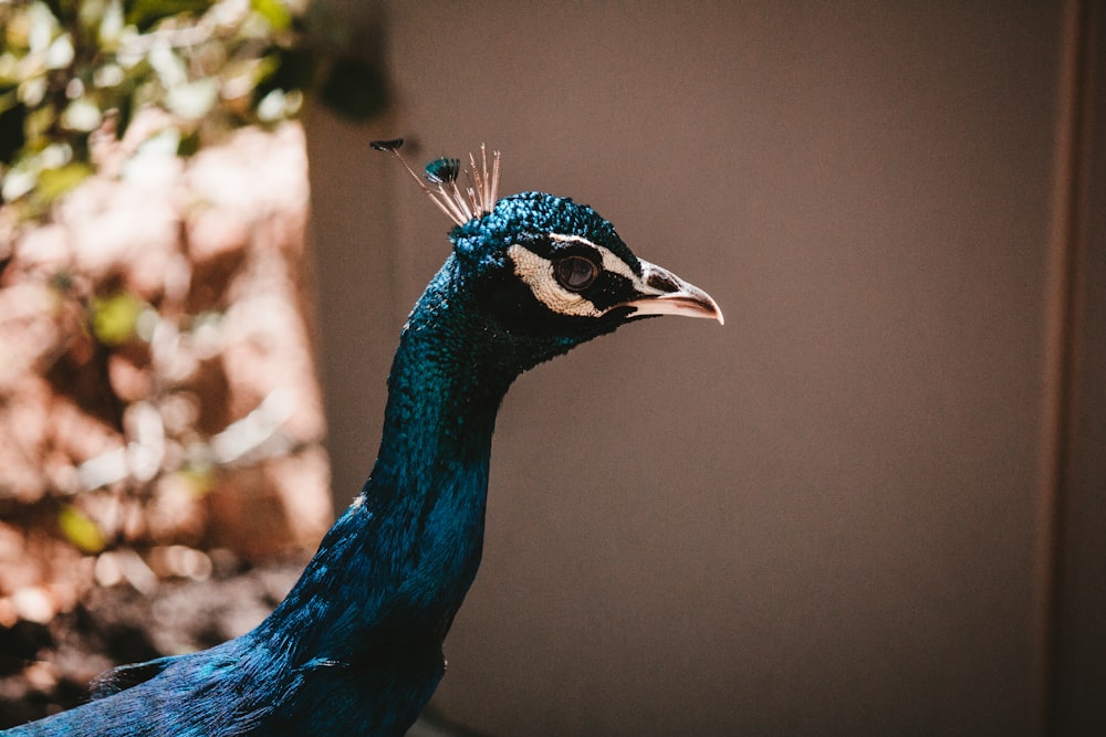 blue peacock in close up photography