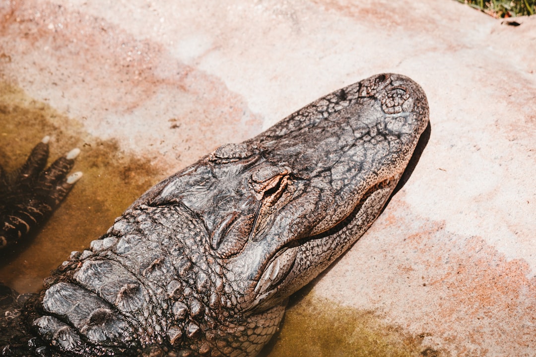 black crocodile on white sand