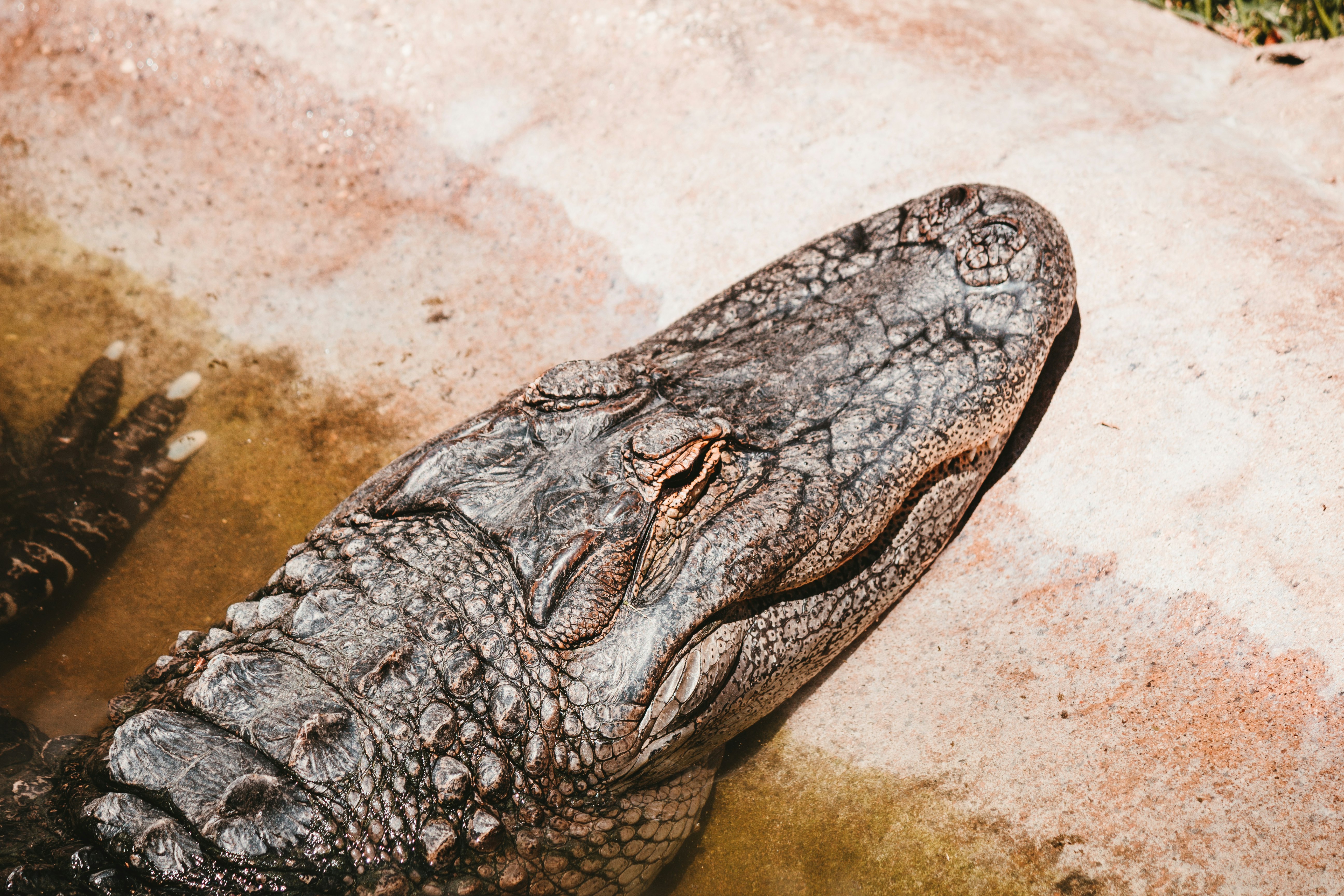 black crocodile on white sand