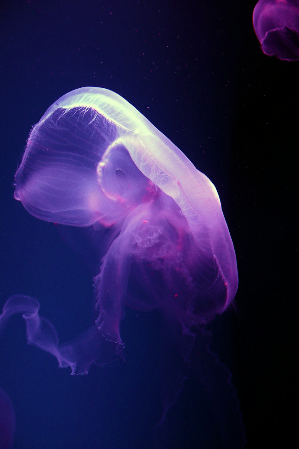 blue jellyfish in black background