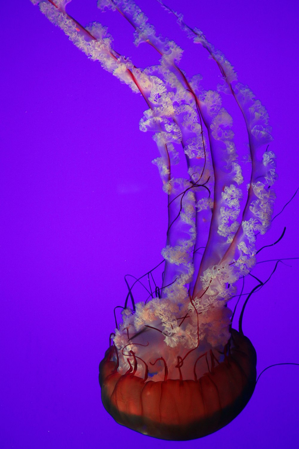 Medusas blancas y moradas bajo el agua