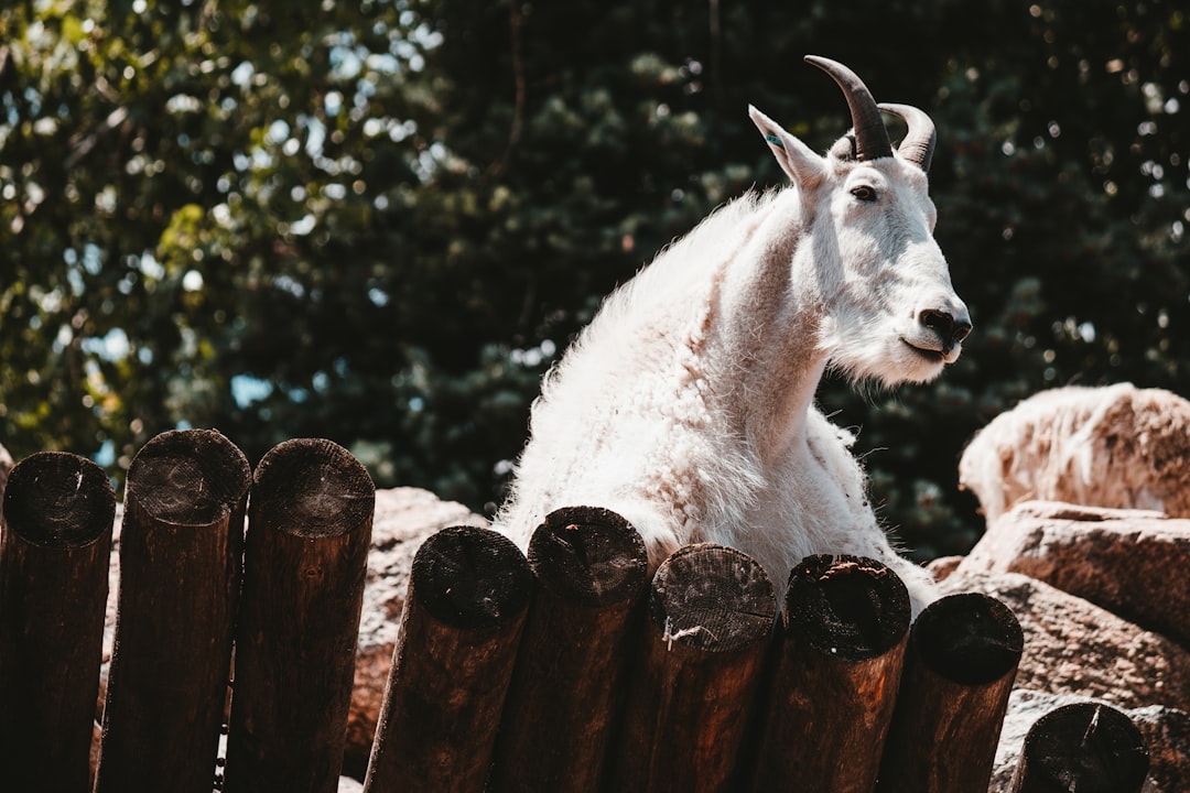 white goat on brown wooden fence