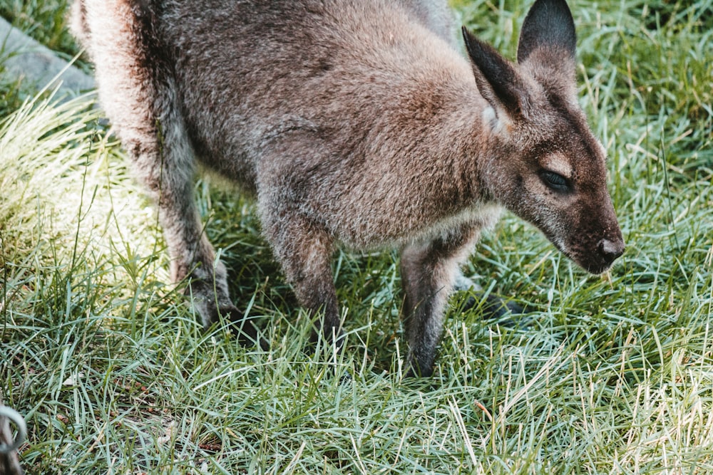 Braunes Känguru auf grünem Gras tagsüber