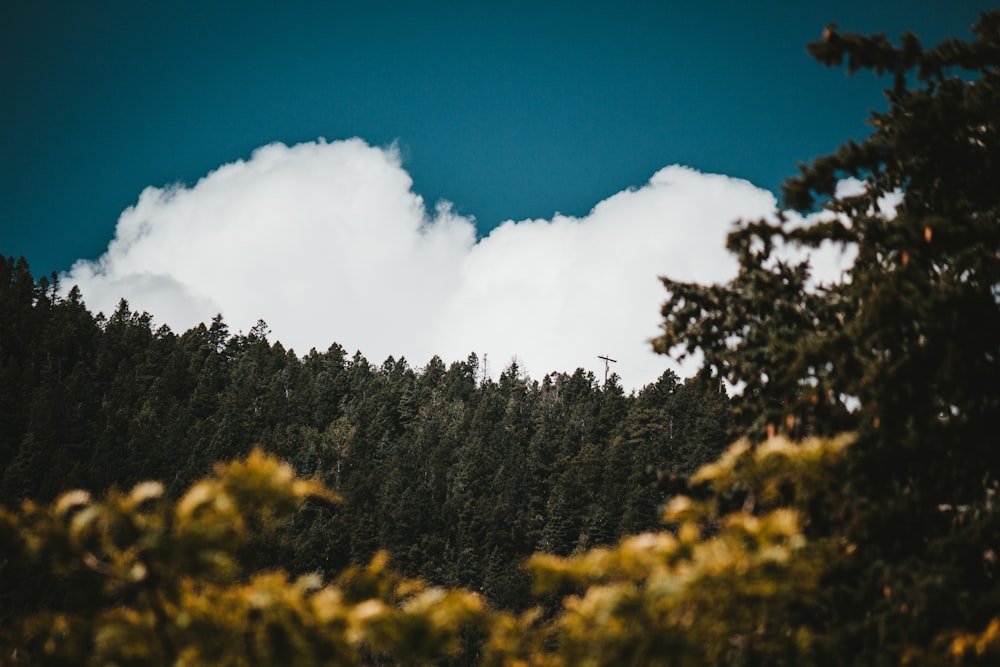 green trees under white clouds and blue sky during daytime