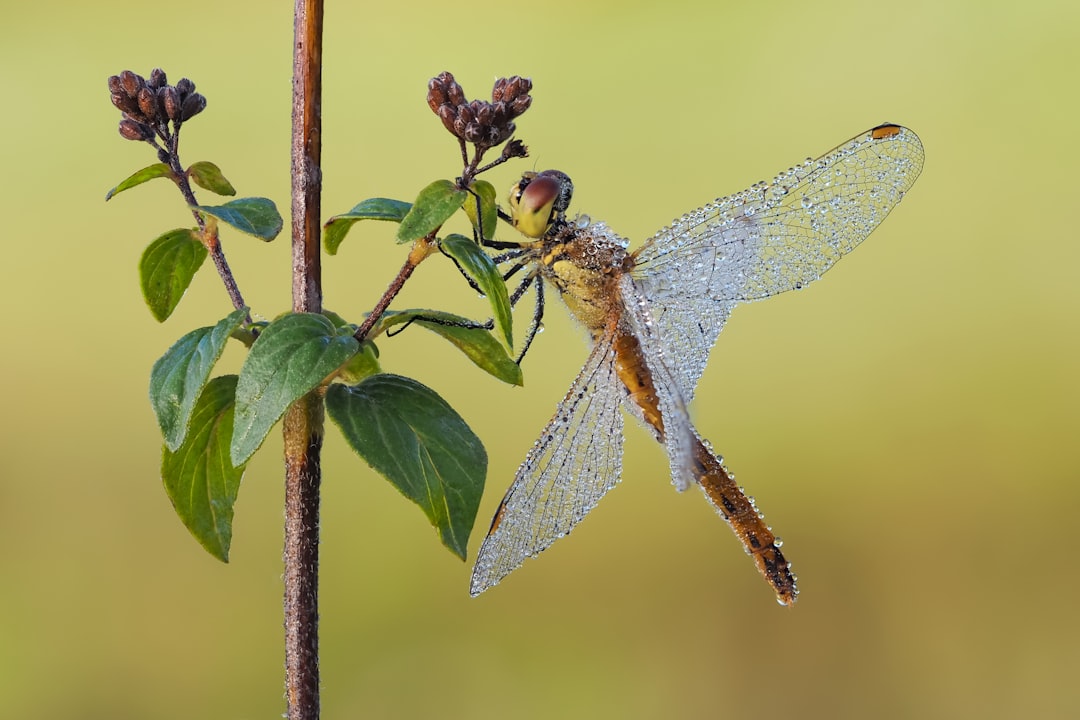 brown and black dragonfly perched on green plant stem during daytime