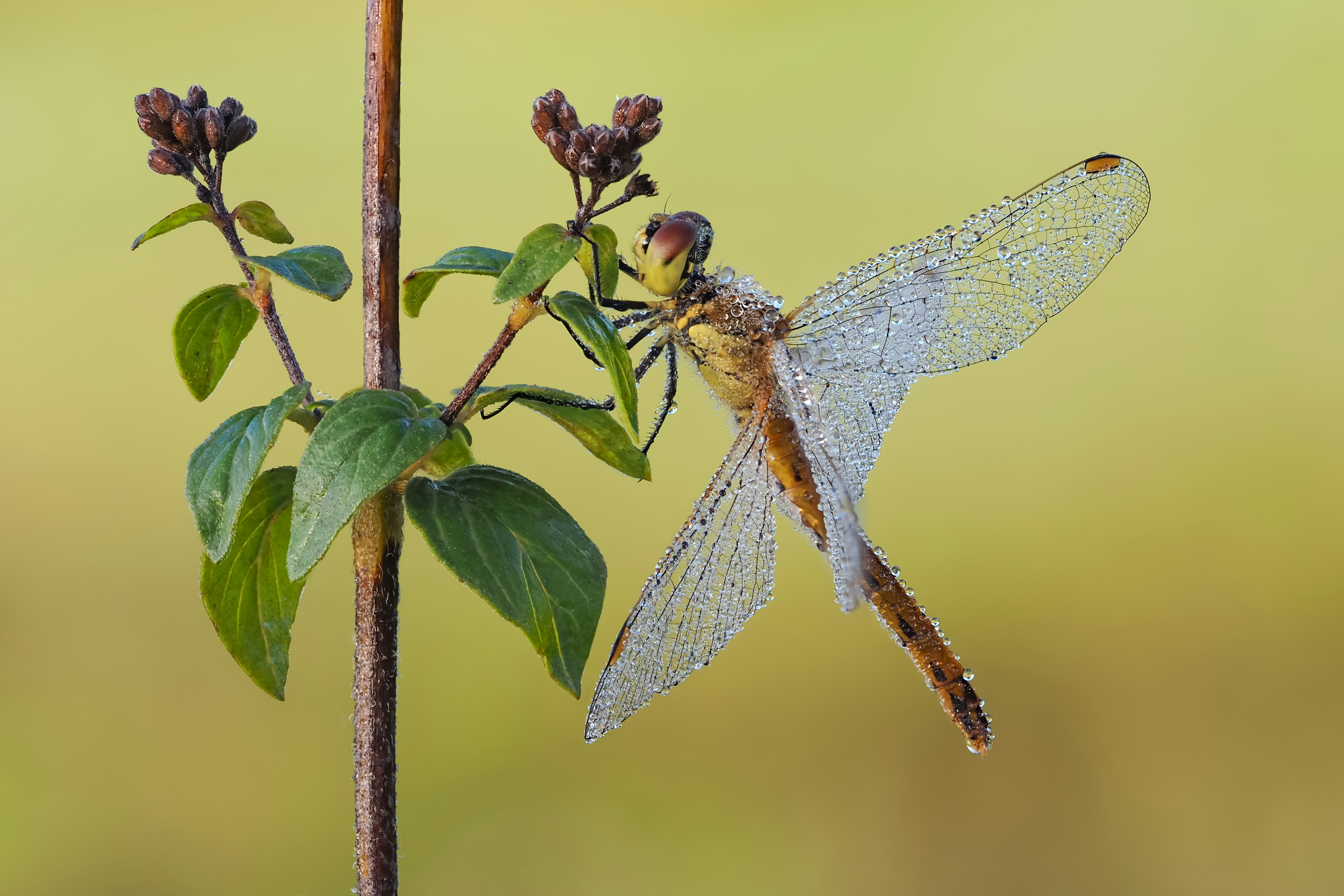 brown and black dragonfly perched on green plant stem during daytime