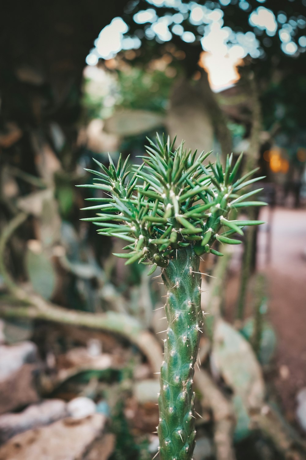 green plant in close up photography