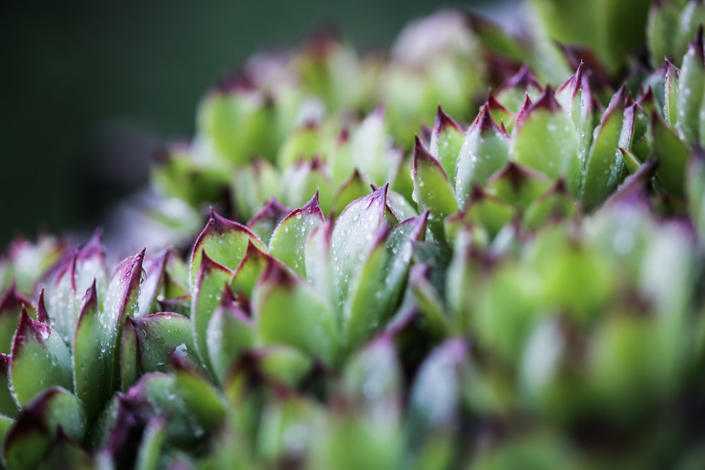 green plant in macro shot