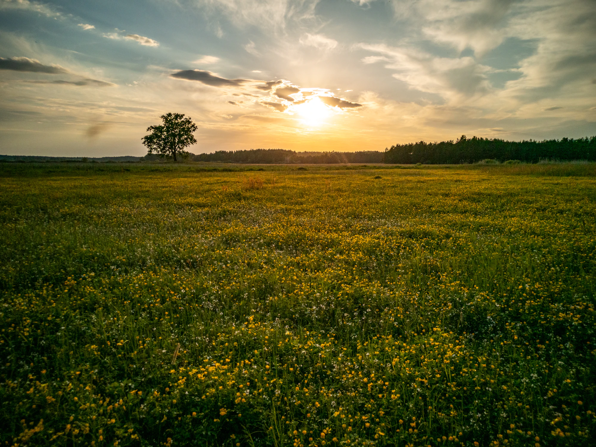 Sunrise over an open green meadow