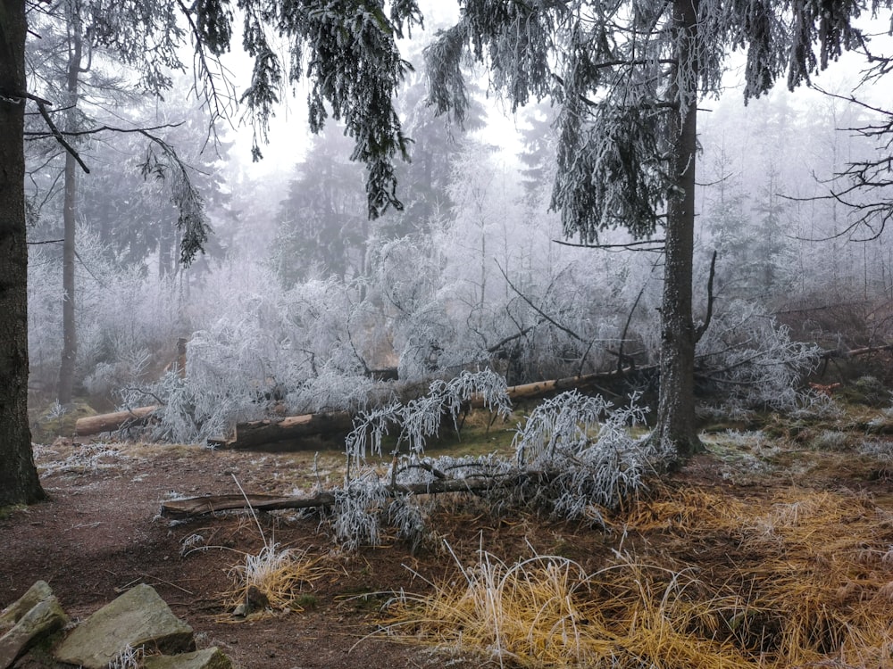 brown and green grass field with trees covered with snow