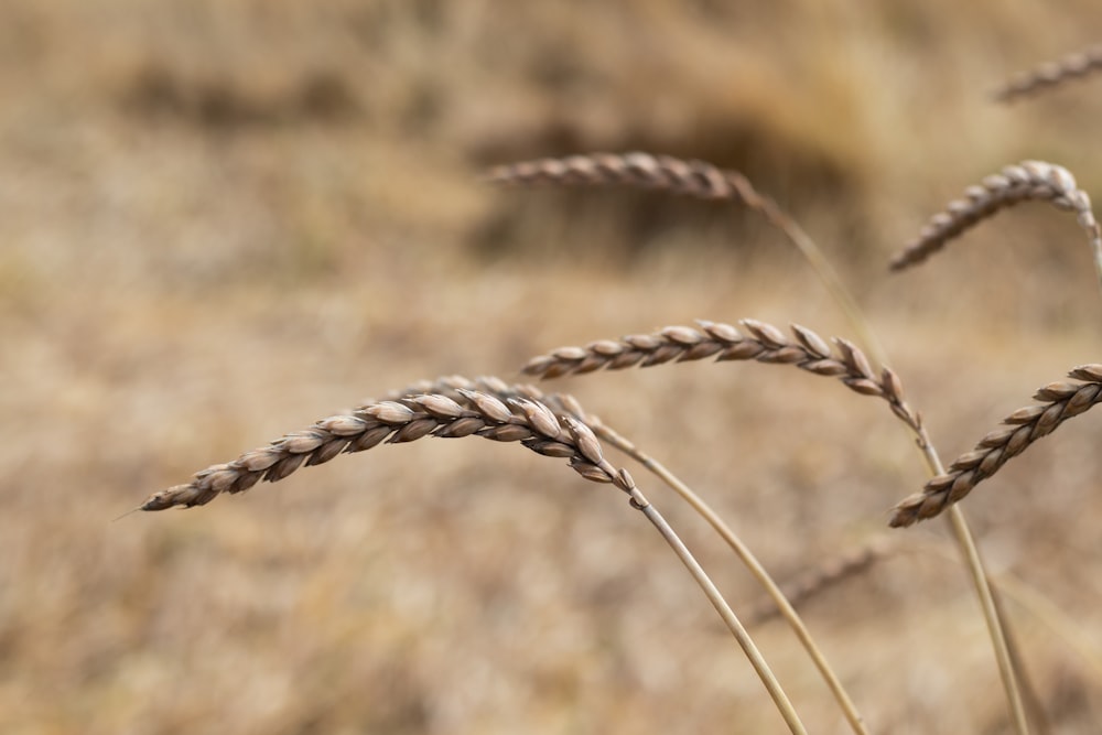 brown wheat in close up photography