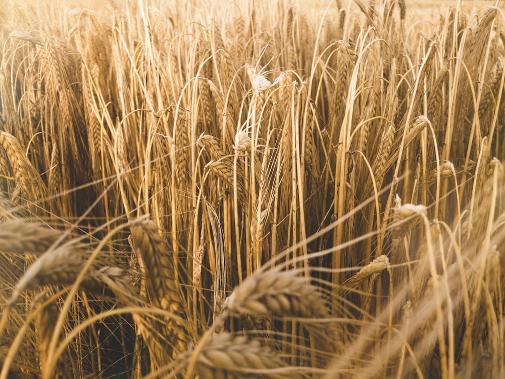 brown wheat field during daytime