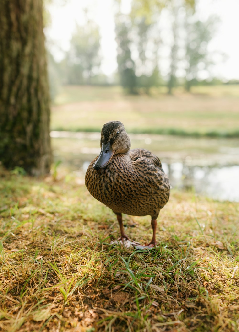 brown duck on green grass during daytime