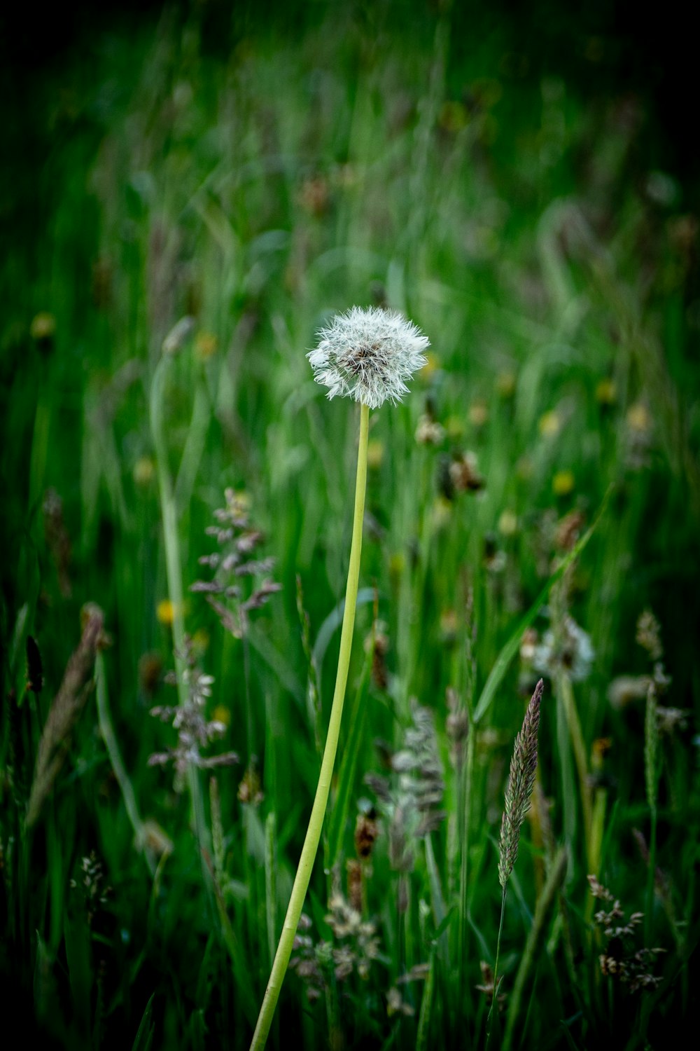 white flower in tilt shift lens