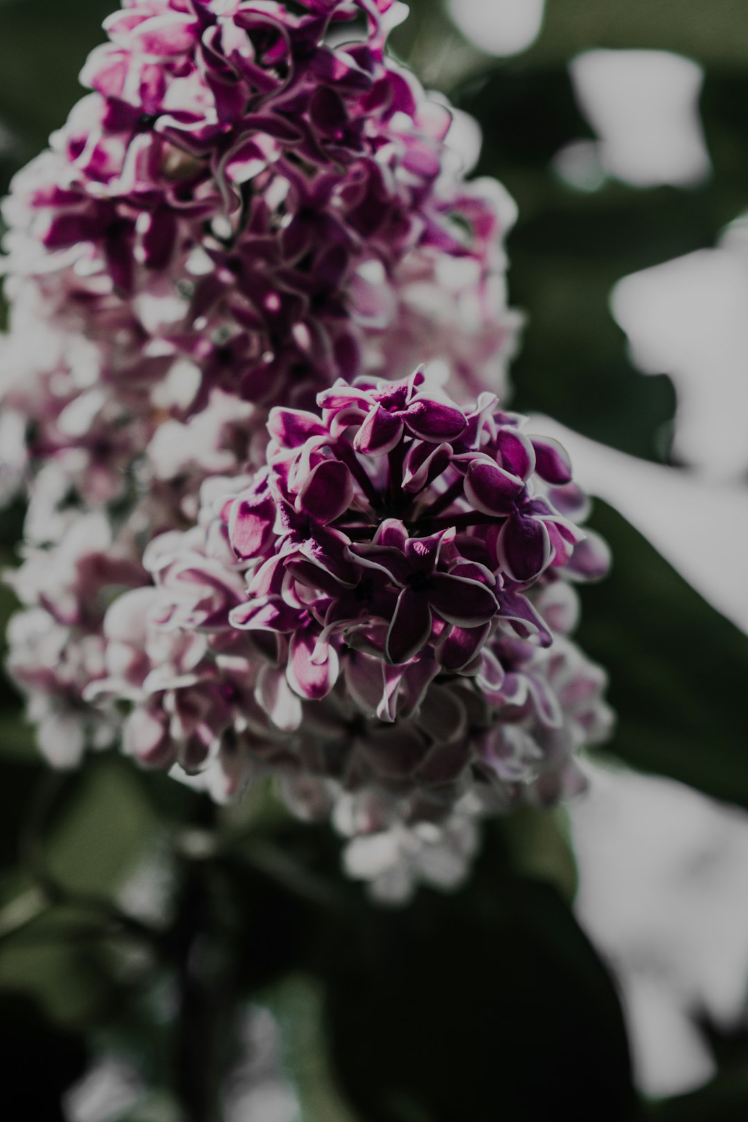 pink and white flower in macro lens photography