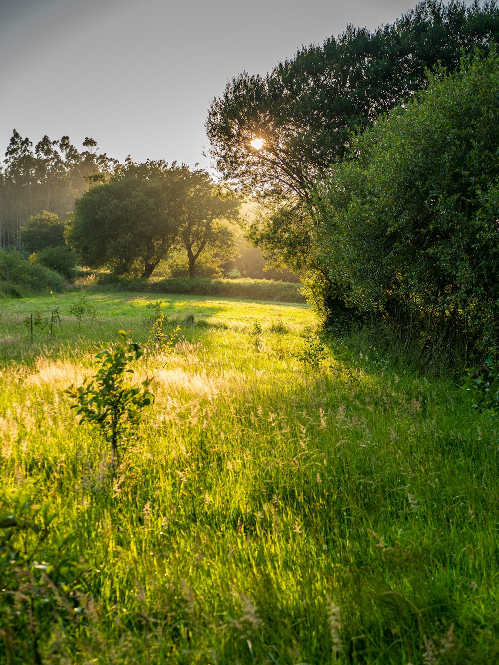 green grass field with trees during daytime