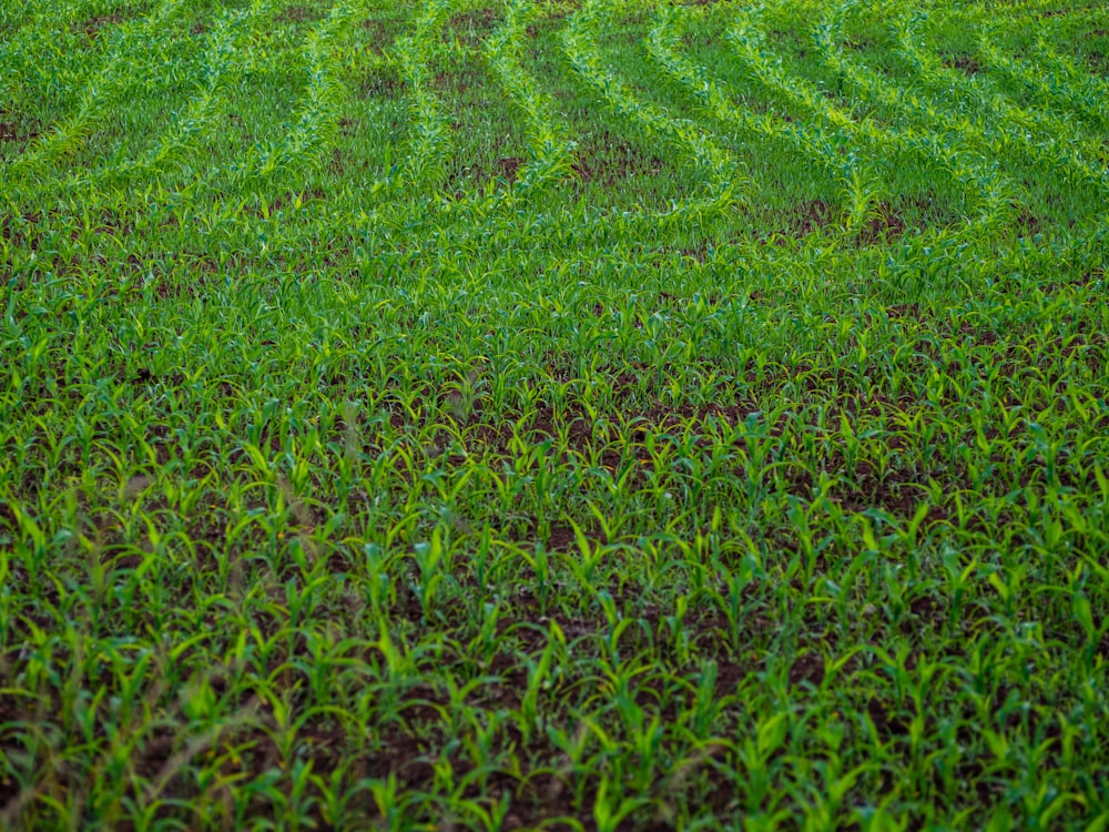 green grass field during daytime