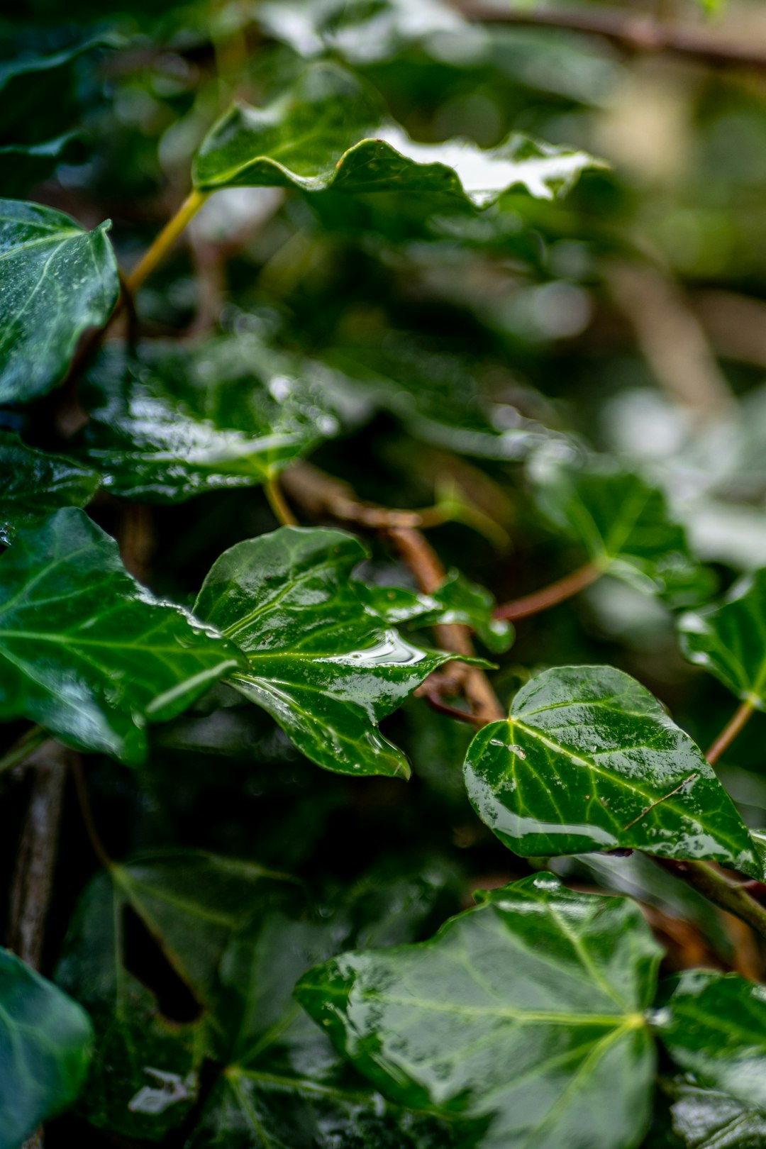 green leaf plant in close up photography