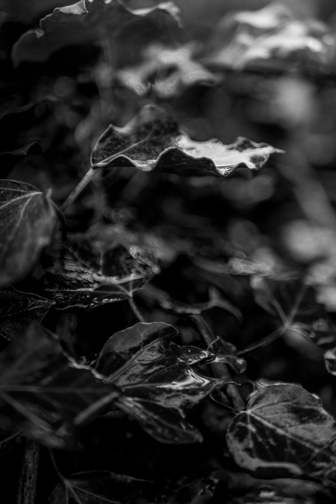 grayscale photo of maple leaf