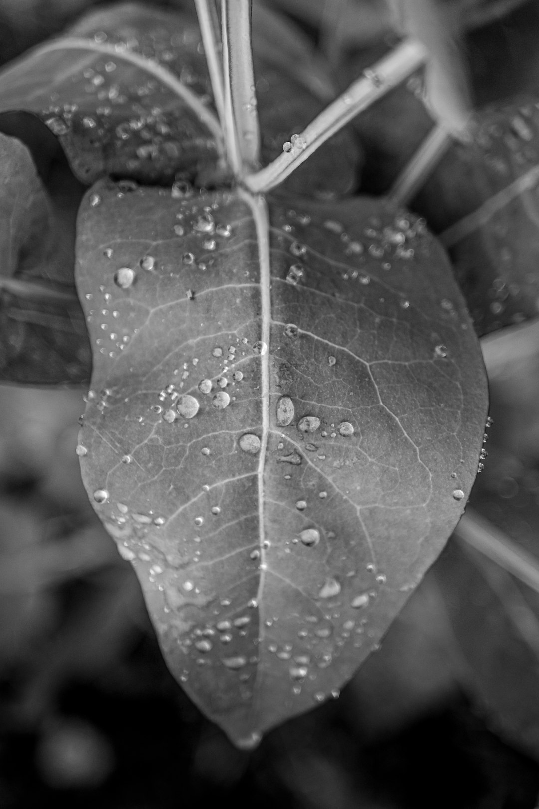 grayscale photo of leaf with water droplets