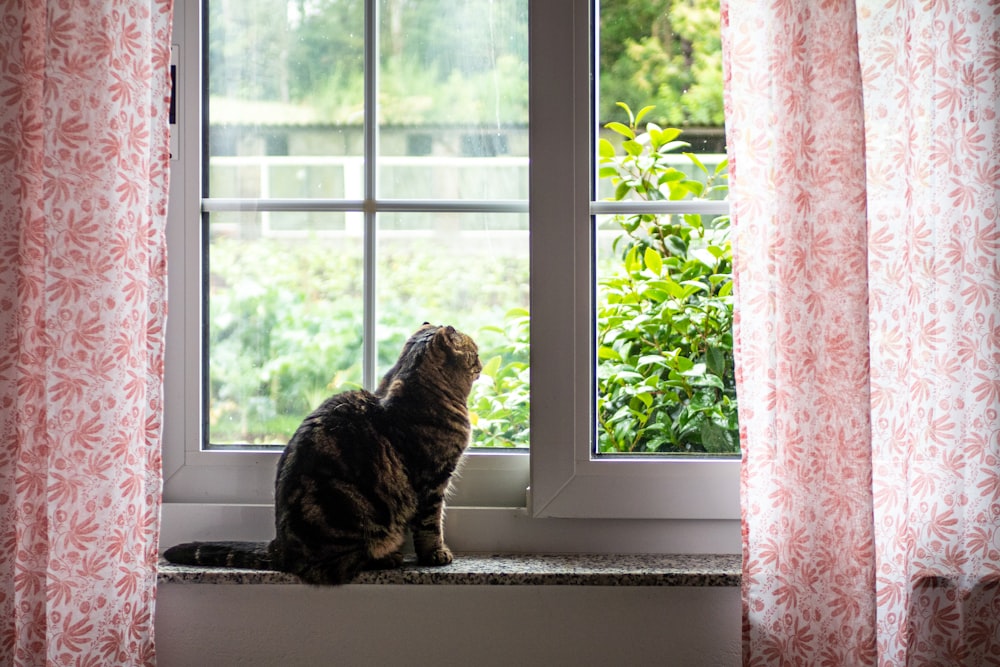 brown tabby cat sitting on window