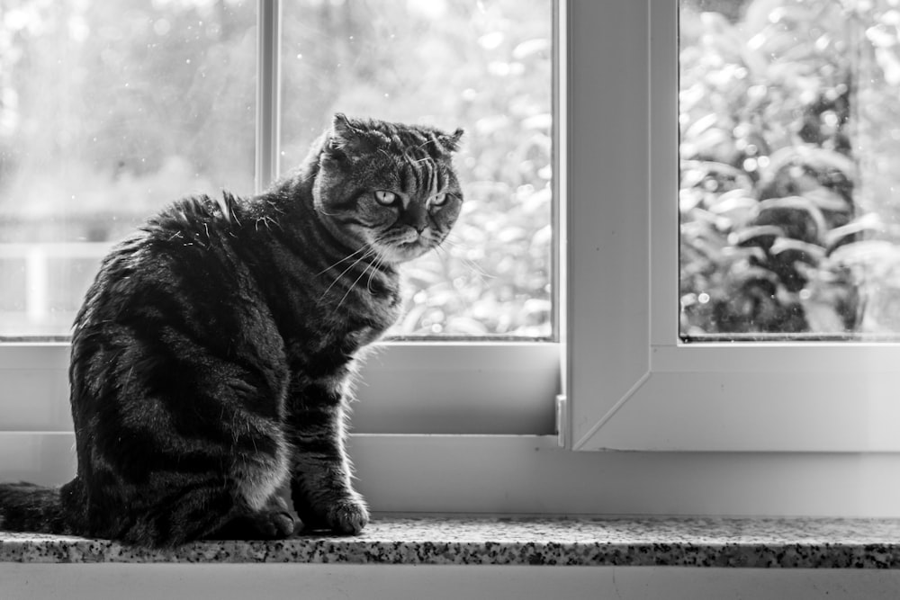 grayscale photo of cat looking at the window
