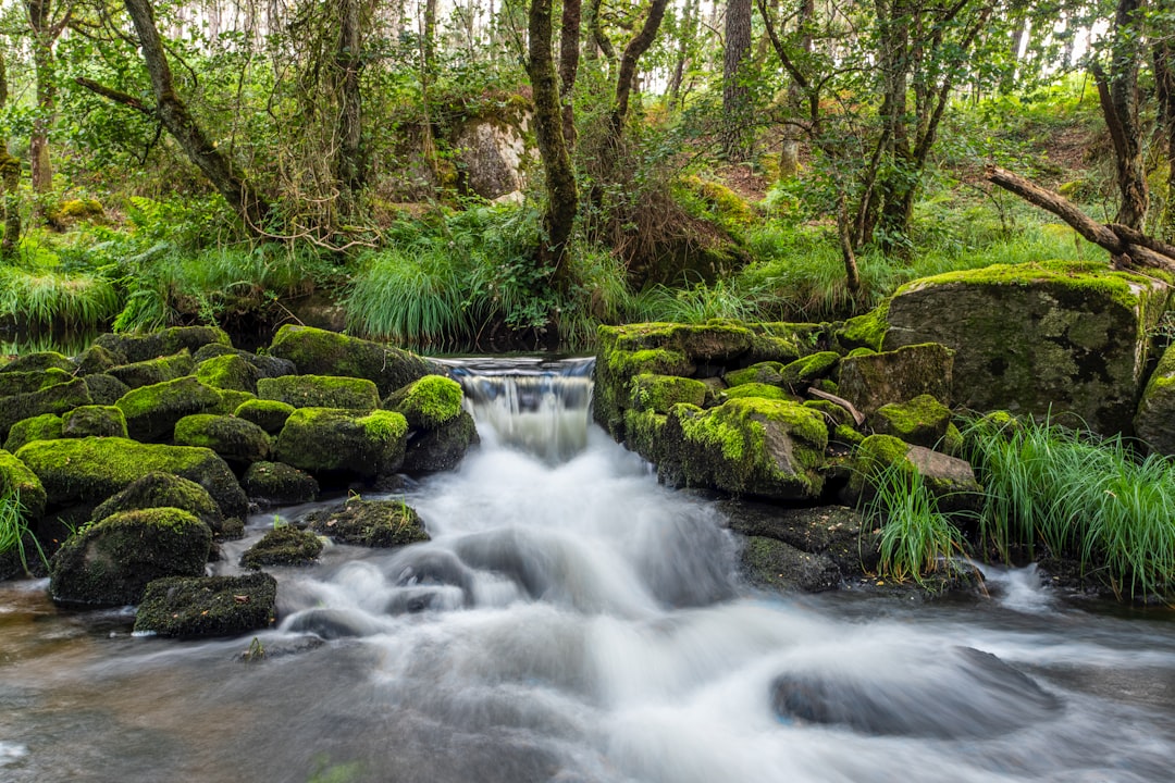 river in the middle of forest during daytime