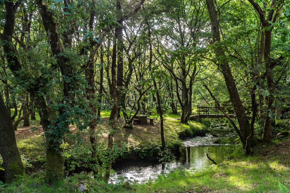 a stream running through a lush green forest