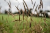 brown wheat field during daytime