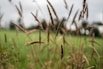 brown wheat field during daytime