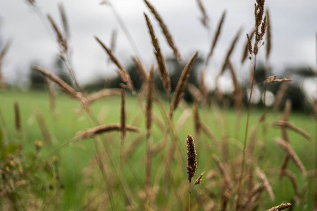 brown wheat field during daytime