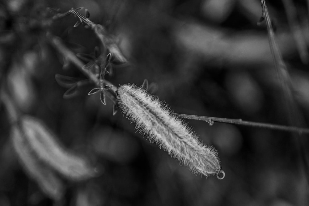 grayscale photo of plant stem