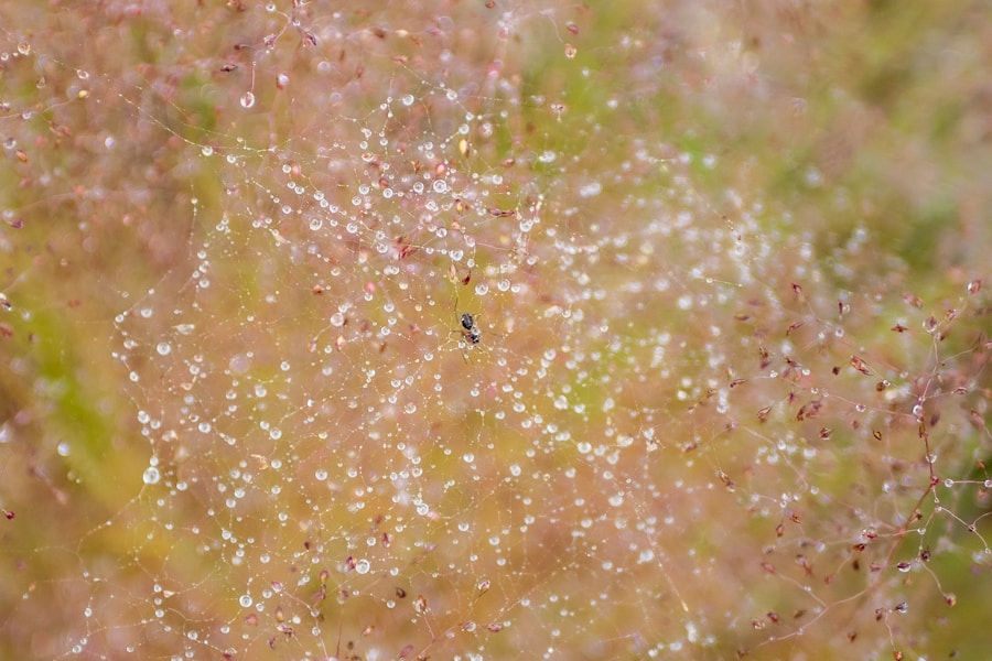 Dermatofiti i Trichophyton: Kako prepoznati i liječiti najčešće gljivične infekcije kože, noktiju i dlake