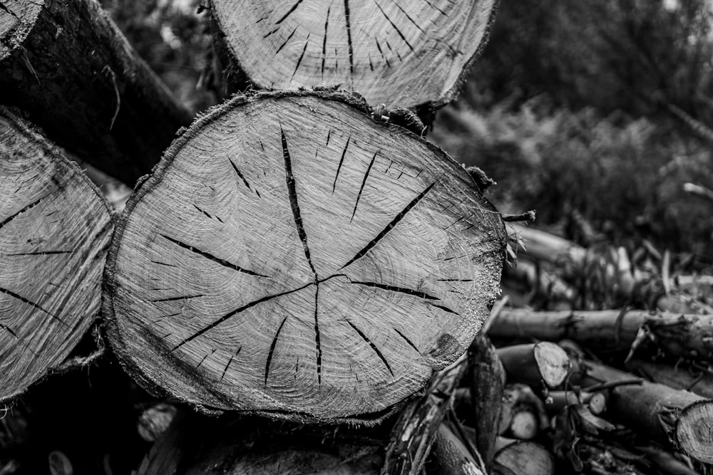 foto in scala di grigi di tronco di legno