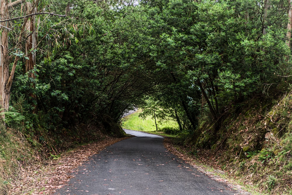 a road that has a bunch of trees on both sides of it