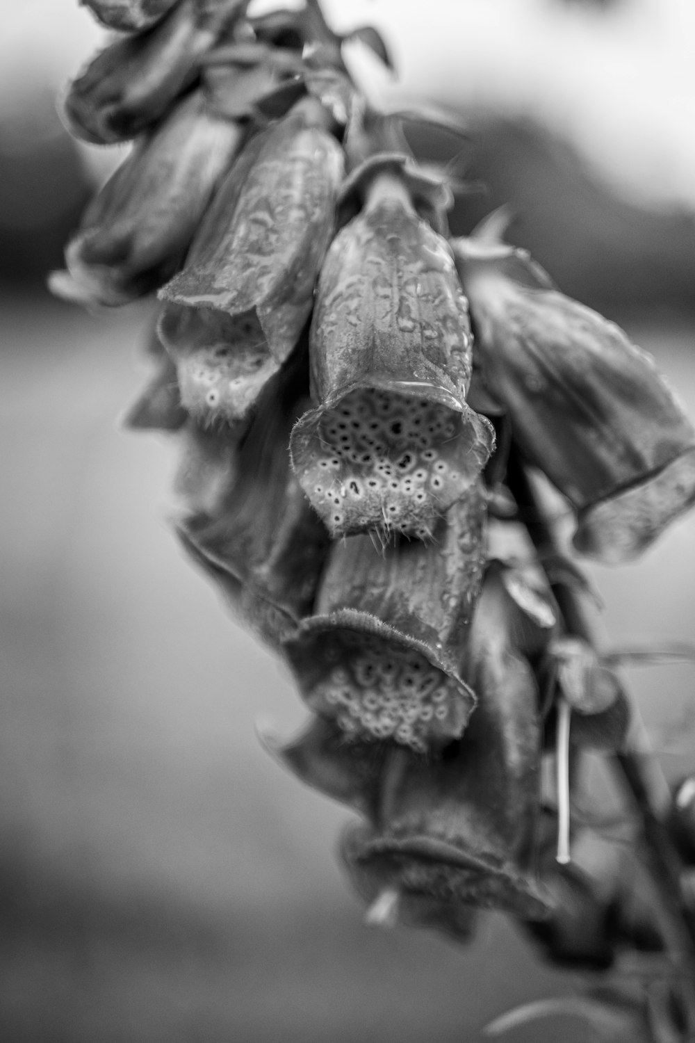 Graustufenfoto der Blütenknospe