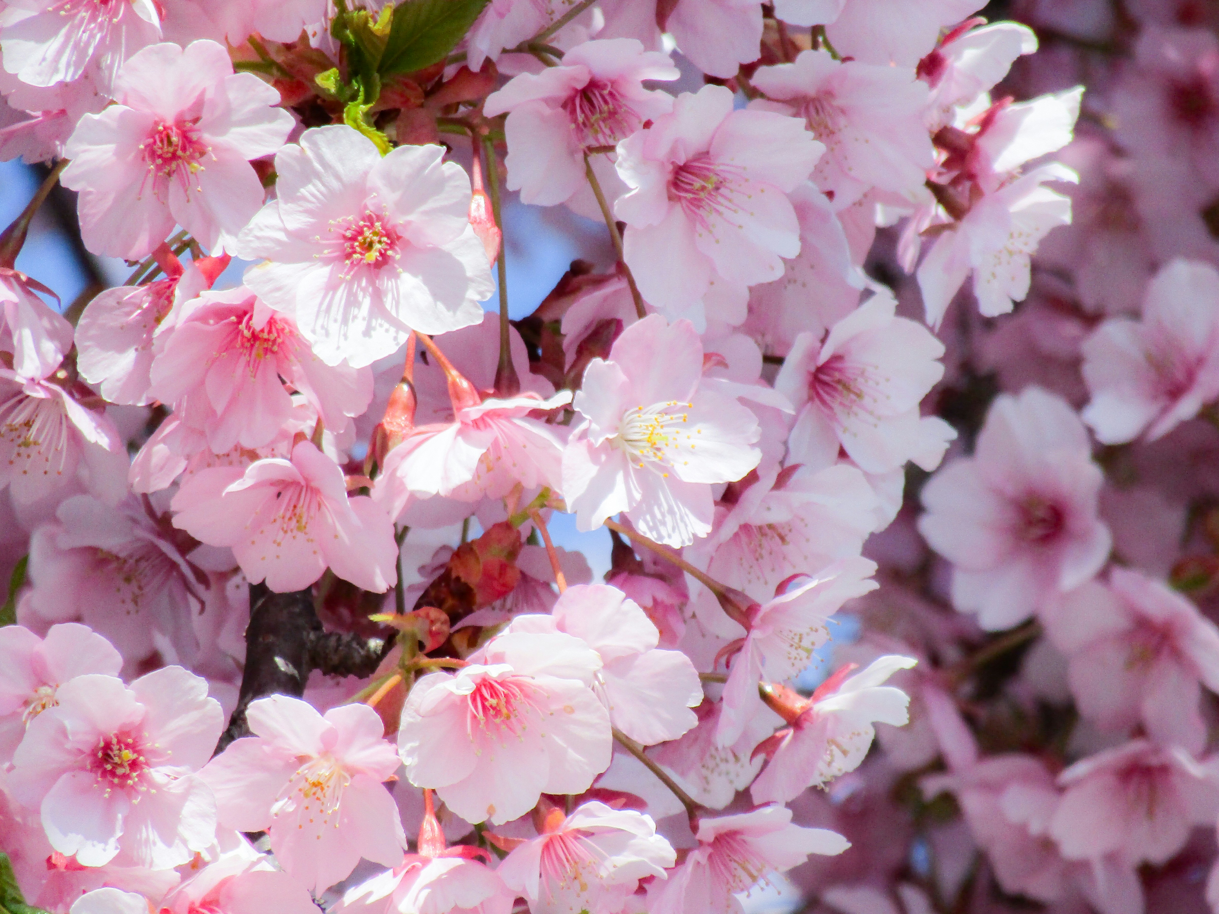 昼間のピンクと白の花の写真 Unsplashで見つける日本の無料写真