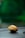 A single cocoa pod rests on a dark surface with a blurred green background that suggests foliage or a natural setting.