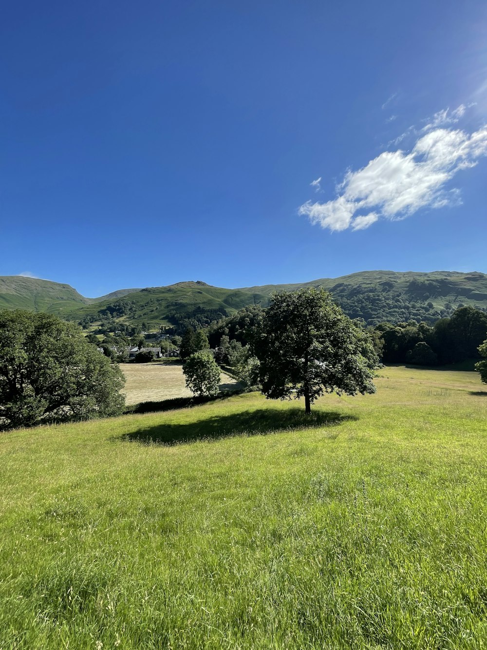 green grass field with trees and mountains in the distance