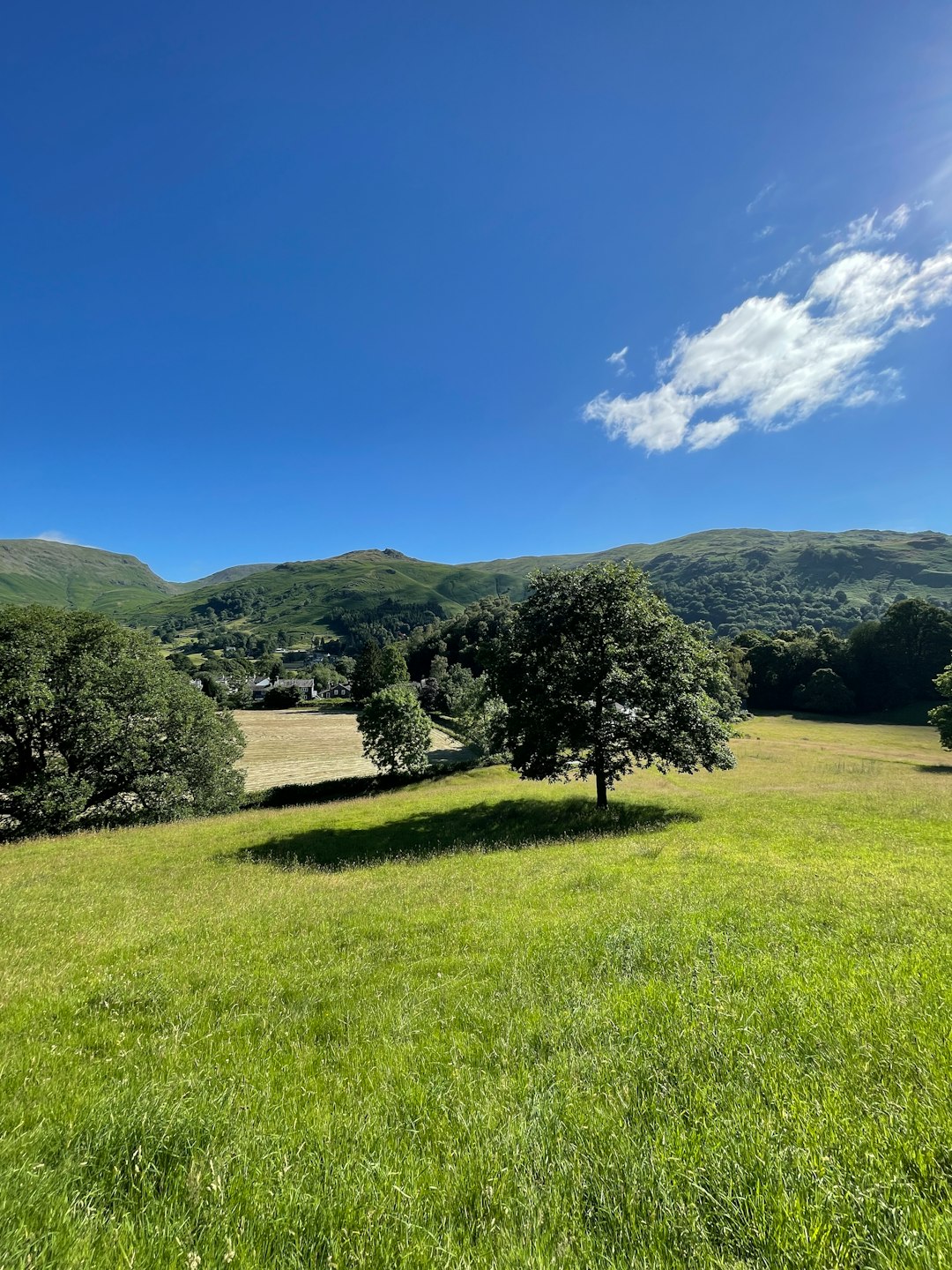 green grass field with trees and mountains in the distance